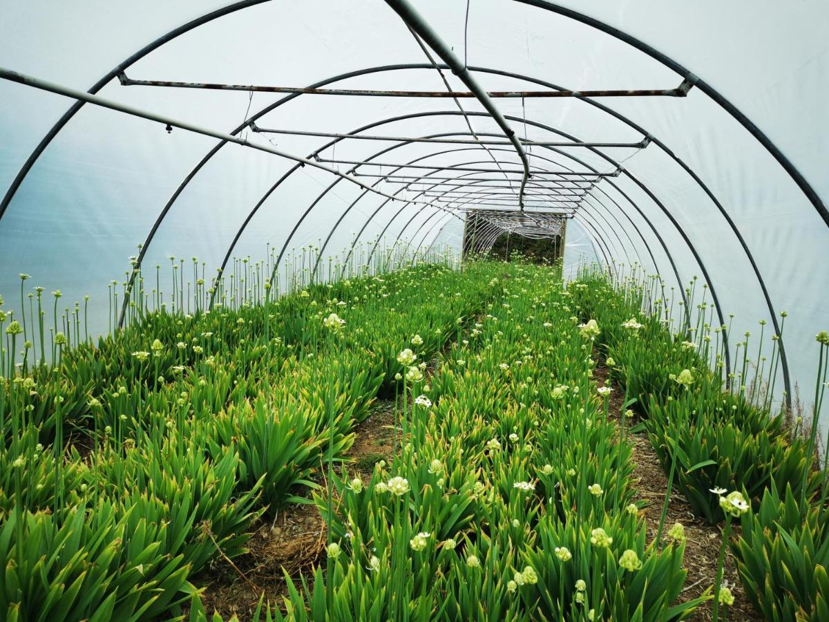 פנזאנס Rosebud Flower Farm Caravan Stay Countryside And Coast מראה חיצוני תמונה